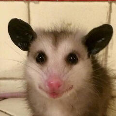 A cute possum